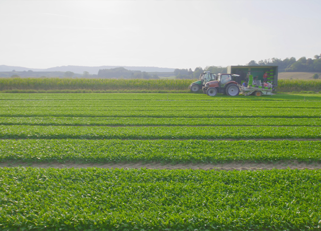 Traktor auf einem Gemüsefeld zeigt die Eigenproduktion bei Gemüsering, unter klarem Himmel und grüner Landschaft