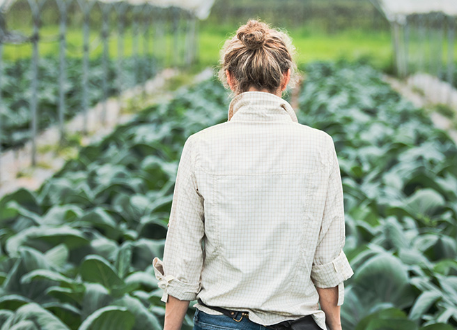 Rückenansicht eines Erzeugers für regionales Obst und Gemüse, der durch ein grünes Gemüsefeld geht.