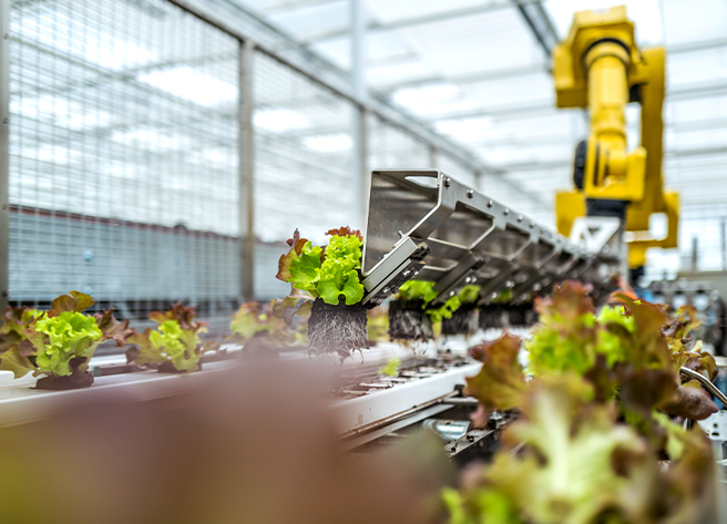 Hydroponische Salatpflanzen in einer modernen Gewächshausanlage mit automatisierter Erntemaschine bei Rheinlandgemüse Hydro